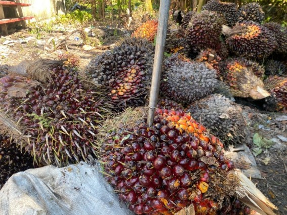 Harga TBS sawit mitra plasma di Riau tembis Rp3.624/Kg (foto/Yuni)